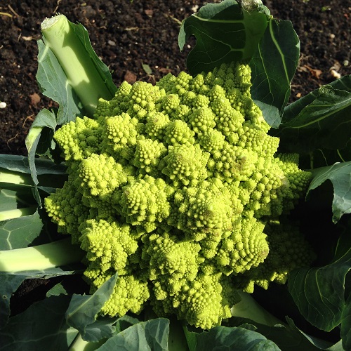 Romanesco Minaret